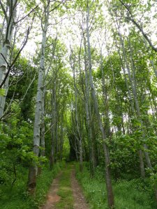 A pleasant walk up to the belvedere