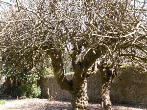 Interesting trees!
