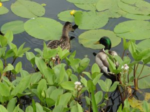 Local wildlife