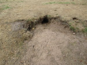 Rabbit warrens at the castle site