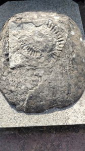 Large fossil in the park