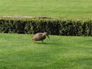 A feathered resident of the park
