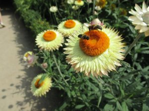 ...Even the bees!