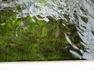 Fish in the glasshouse