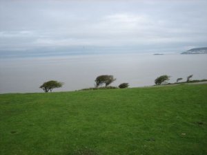 Guess which way the wind blows?