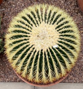 A Cactus in the glasshouse