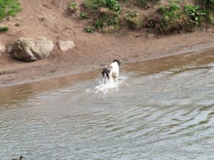 An invading dog, breaching the towns defences (or just having a bit of a splash around!)