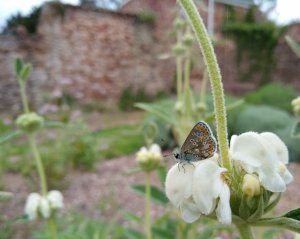 A butterfly in the walled garden